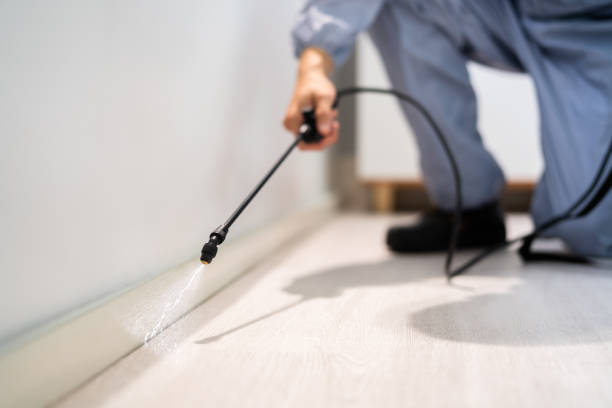 Bed Bug Pre-Treatment Preparation Assessment in Elmira