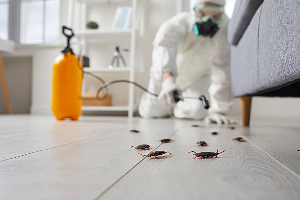 Post-Treatment Bed Bug Interceptor Monitoring in Elmira